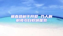 楓春路樹干開裂 乃人剝樹皮引白蟻啃噬致