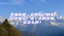 蒼蠅真狠,會把自己的頭擰下來玩!沒了頭的蒼蠅會怎么樣?