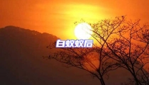 白蟻蟻后