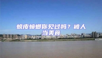 蛻皮蟑螂你見過嗎?被人當(dāng)美食