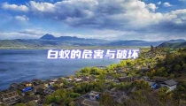白蟻的危害與破壞