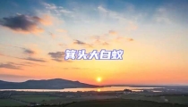 箕頭大白蟻