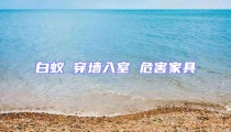 白蟻 穿墻入室 危害家具