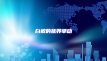 白蟻的撫養舉動