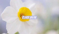 白蟻消除