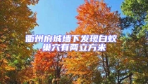 衢州府城墻下發現白蟻 巢穴有兩立方米