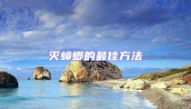 滅蟑螂的最佳方法