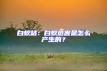 白蟻站：白蟻危害是怎么產(chǎn)生的？