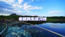 老鼠的生活習(xí)性