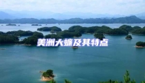 美洲大蠊及其特點