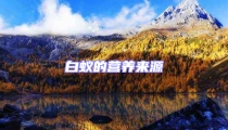 白蟻的營養來源