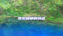常見(jiàn)蟑螂的特點(diǎn)
