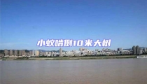 小蟻啃倒10米大樹