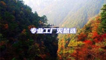 專業工廠滅鼠選