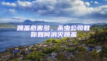 跳蚤危害多,殺蟲公司教你如何消滅跳蚤