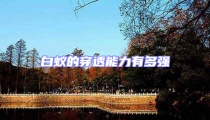 白蟻的穿透能力有多強