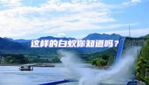 這樣的白蟻你知道嗎?