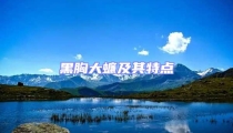 黑胸大蠊及其特點