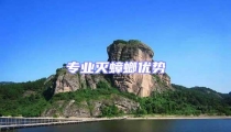 專業滅蟑螂優勢