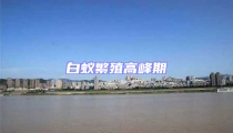 白蟻繁殖高峰期