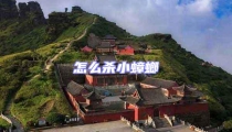 怎么殺小蟑螂