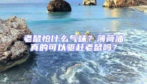 老鼠怕什么氣味?薄荷油真的可以驅(qū)趕老鼠嗎?