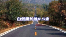 白蟻巢長(zhǎng)達(dá)0.5米