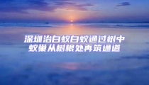 深圳治白蟻白蟻通過樹中蟻巢從樹根處再筑通道