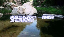 跳蚤怎么消滅?一招教你怎么消殺跳蚤