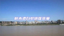 樹木遭白蟻啃噬筑巢