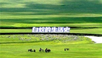 白蟻的生活史