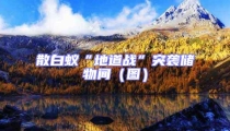 散白蟻“地道戰”突襲儲物間(圖)