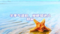 冬季氣溫低,蟑螂易進入耳朵
