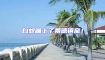 白蟻瞄上了景德鎮窯!