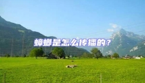 蟑螂是怎么傳播的?